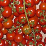 Tomate - Cocktail-Strauchtomate
