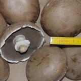 Champignon Portobello
