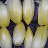 Chicoree Deutschland