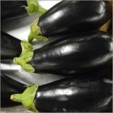 Aubergine Spanien