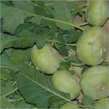 Kohlrabi Italien