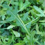 Rucola lose