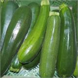 Zucchini