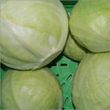 Weißkohl