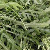 Rucola