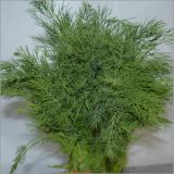 Dill