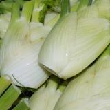 Fenchel