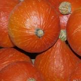 Hokkaidokürbis rot