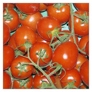 Tomaten - Strauchtomate Spanien