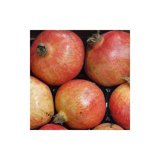 Granatapfel Wonderful Spanien