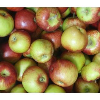 Apfel Hana Frühapfel