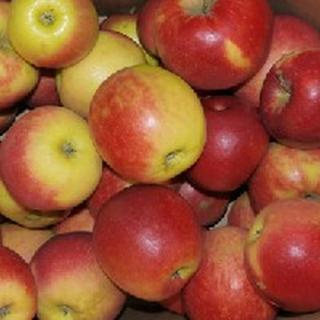Apfel Gravensteiner Deutschland