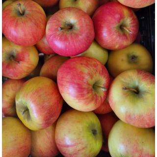 Apfel Barbarossa Deutschland