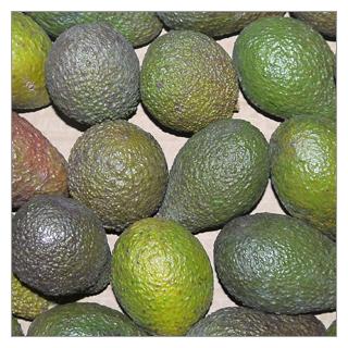 Avocados Hass raingrown Kenia