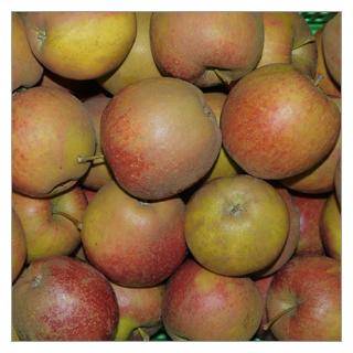 Apfel Marnica Deutschland