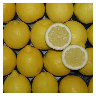 Zitrone Fino Spanien