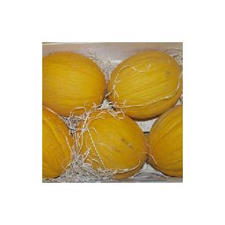 Melone Galia Spanien