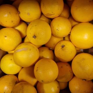 Saftorange Navelina Spanien