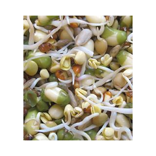 Gourmet- Mischung Sprossen Deutschland