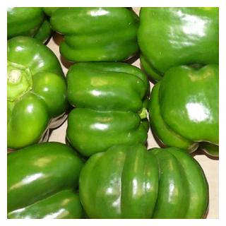Paprika grün Spanien