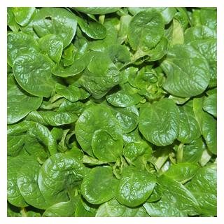 Feldsalat Frankreich