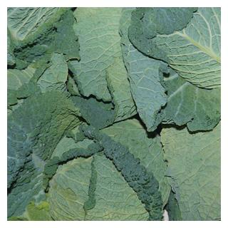 Wirsing Frankreich [Stück]