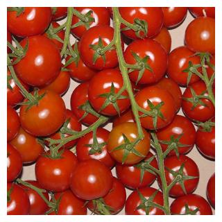 Cocktail- Strauchtomate