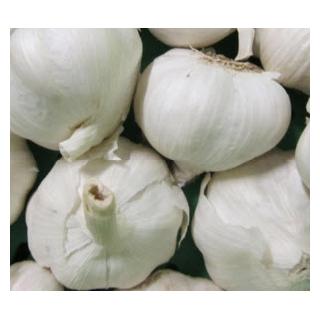 Knoblauch weiß Spanien