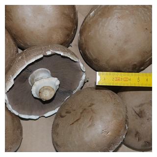 Champignon Portobello