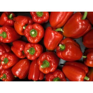Paprika rot