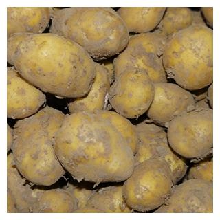 Kartoffel - Frühkartoffel Annabelle fk