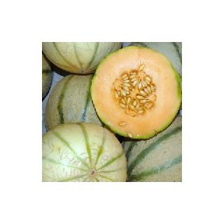 Melone Charentais Spanien