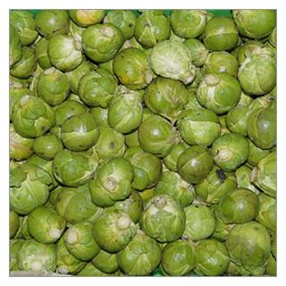 Rosenkohl Deutschland