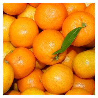 Satsuma 1-4 Griechenland