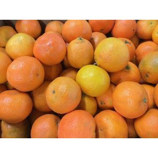 Clementine Nova 1-3 Griechenland (eher groß)