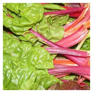 Mangold bunt Frankreich