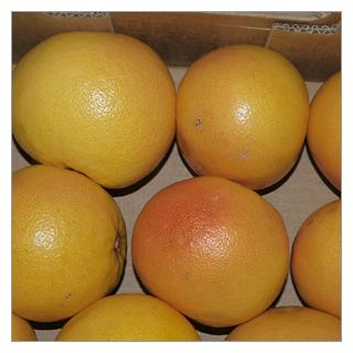 Grapefruit rot Spanien