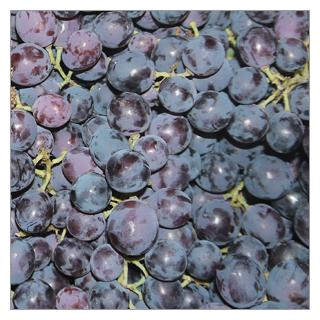 Traube blau Black Magic Italien