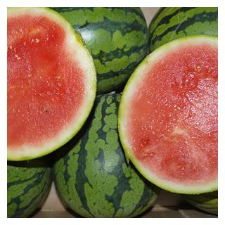 Mini Wassermelone Spanien