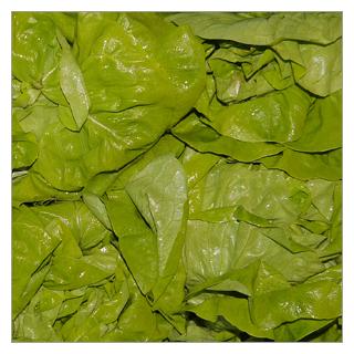 Endiviensalat Spanien