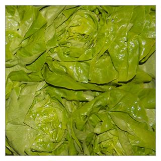 Kopfsalat grün