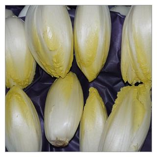 Chicoree Deutschland