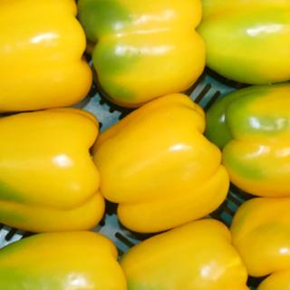 Paprika gelb