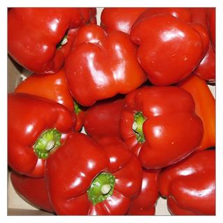 Paprika rot Spanien