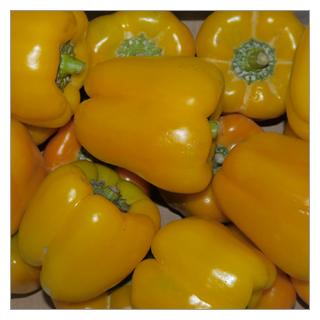 Paprika gelb