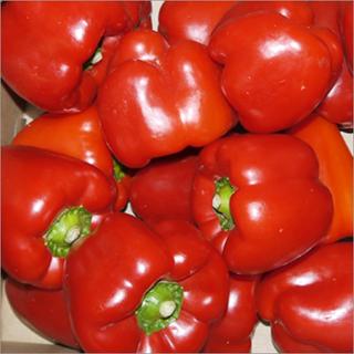 Paprika rot