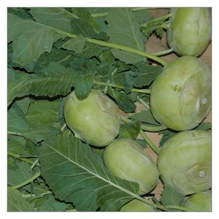 Kohlrabi Italien