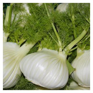 Fenchel Italien
