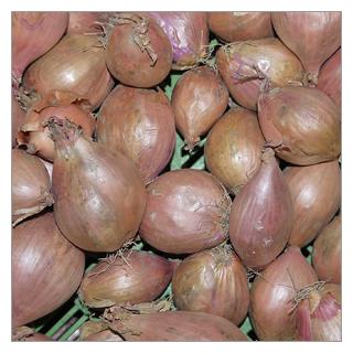 Schalotten Deutschland