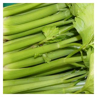 Staudensellerie Spanien